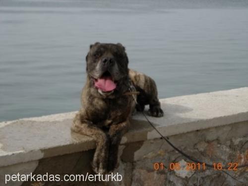 canero Erkek Cane Corso Italiano