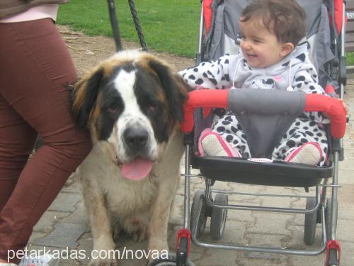 nova Erkek St. Bernard (Saint Bernard)