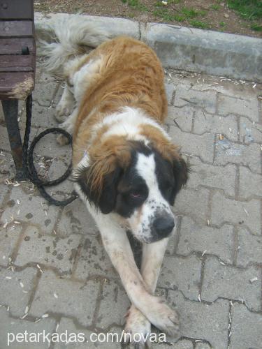 nova Erkek St. Bernard (Saint Bernard)