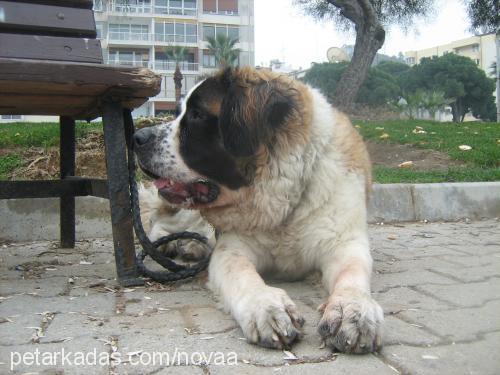 nova Erkek St. Bernard (Saint Bernard)