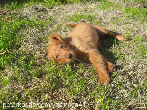 alice Dişi Golden Retriever