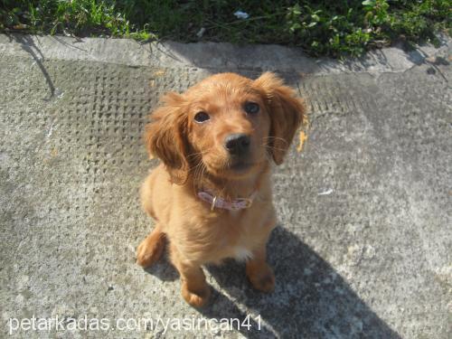 alice Dişi Golden Retriever