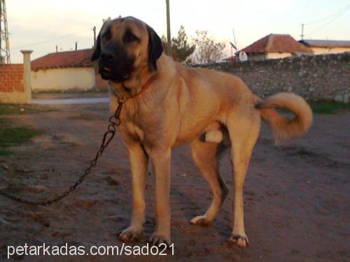 zorbey Erkek Kangal