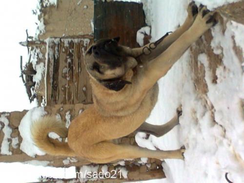 zorbey Erkek Kangal