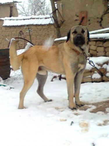 zorbey Erkek Kangal