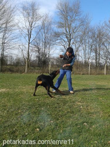 darky Erkek Doberman Pinscher