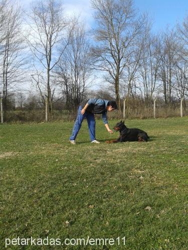 darky Erkek Doberman Pinscher