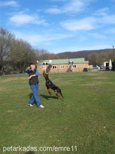 darky Erkek Doberman Pinscher