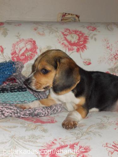 pan Dişi Beagle