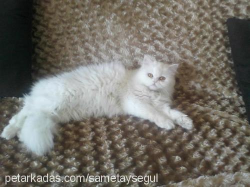 ada Dişi British Shorthair