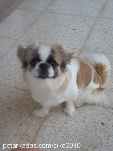 Çİko Dişi Pekingese