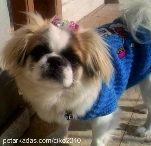 Çİko Dişi Pekingese