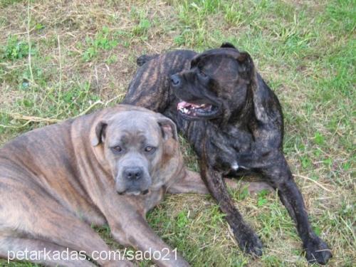 barut Erkek Cane Corso Italiano