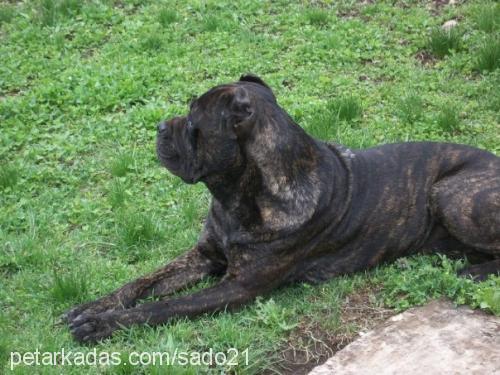 barut Erkek Cane Corso Italiano