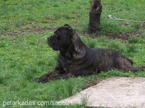 barut Erkek Cane Corso Italiano