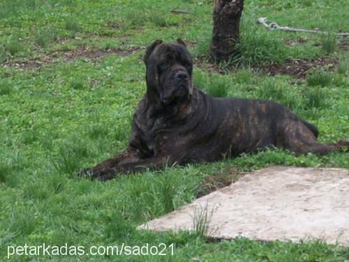 barut Erkek Cane Corso Italiano