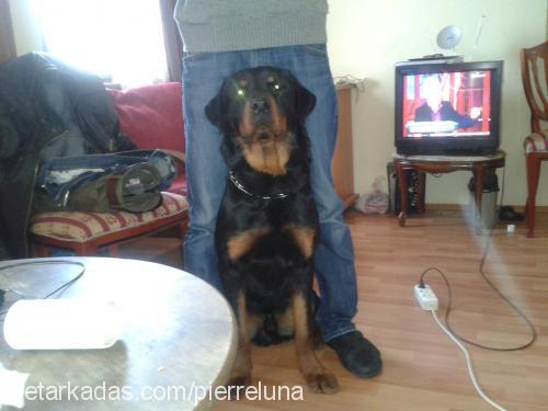 pierre Erkek Rottweiler