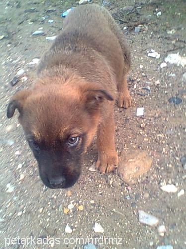 raşha Dişi Rottweiler