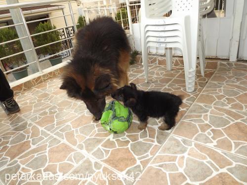 haydut Erkek Alman Çoban Köpeği