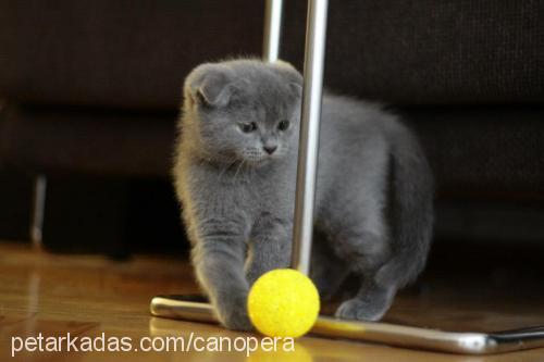 efe Erkek Scottish Fold