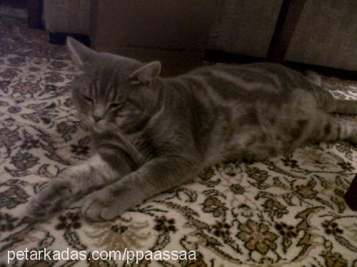 paŞa Erkek British Shorthair