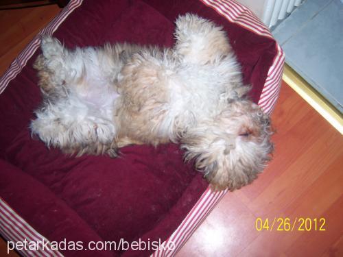 zeytİn Erkek Lhasa Apso