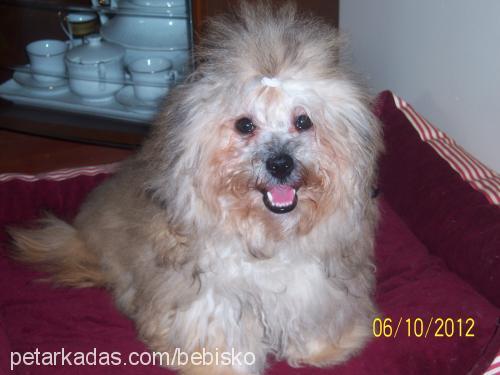 zeytİn Erkek Lhasa Apso