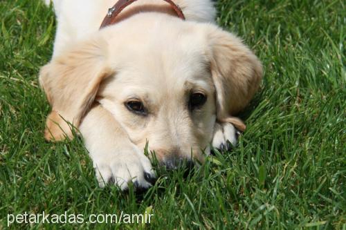 max Erkek Golden Retriever