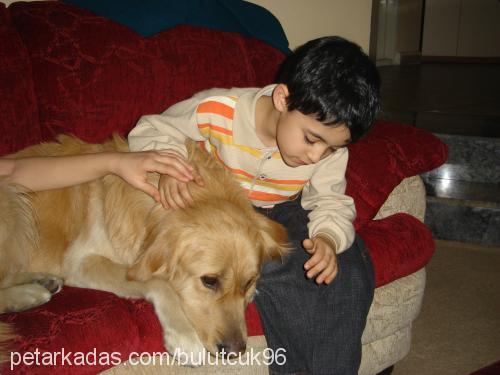 bulut Erkek Golden Retriever