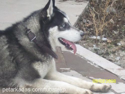 takİp Erkek Sibirya Kurdu (Husky)