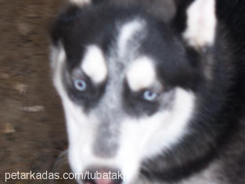 takİp Erkek Sibirya Kurdu (Husky)