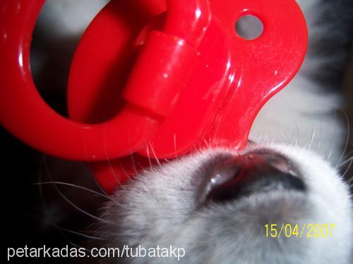 takİp Erkek Sibirya Kurdu (Husky)