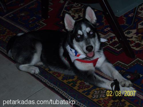 takİp Erkek Sibirya Kurdu (Husky)