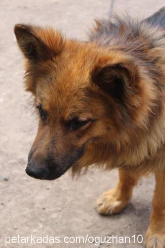 paşa Erkek Alman Çoban Köpeği