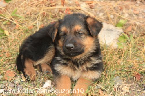 paşa Erkek Alman Çoban Köpeği