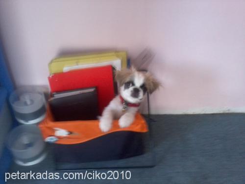 Çİko Dişi Pekingese