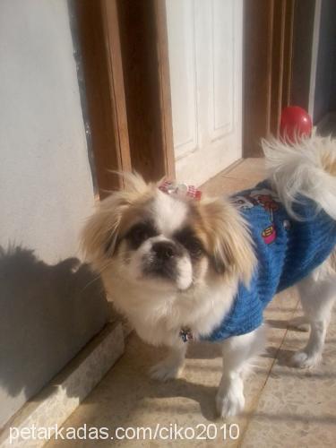 Çİko Dişi Pekingese