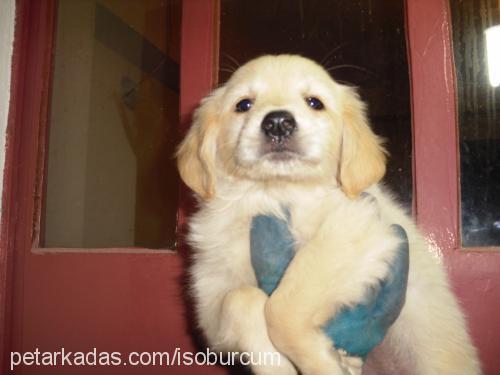 lİmon Dişi Golden Retriever