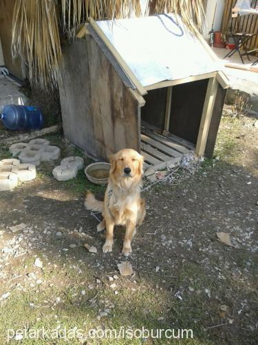 lİmon Dişi Golden Retriever