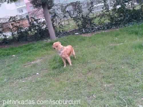 lİmon Dişi Golden Retriever