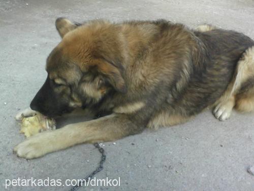 paşa Erkek Kars Çoban Köpeği