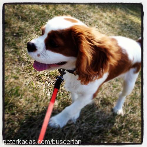 chivas Erkek King Charles Spaniel