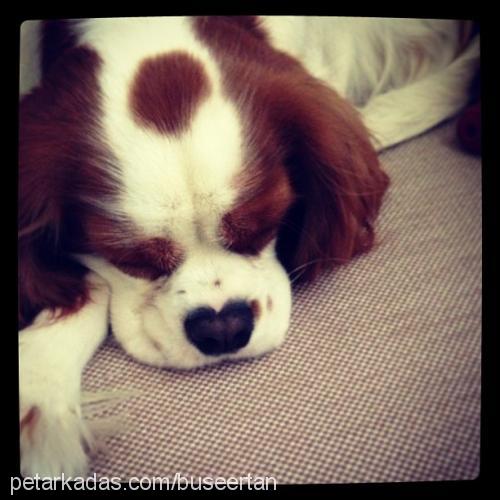 chivas Erkek King Charles Spaniel