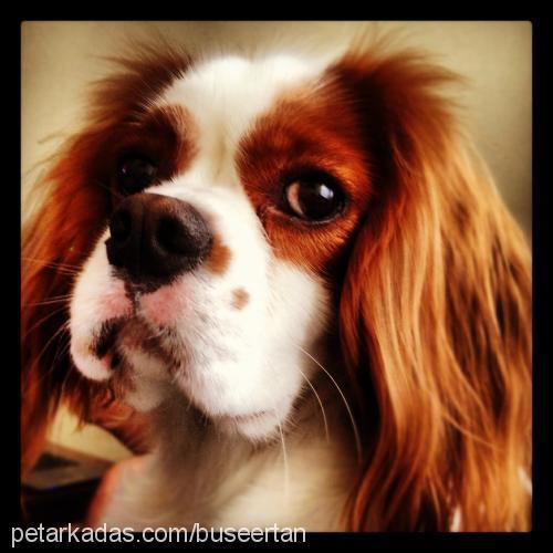 chivas Erkek King Charles Spaniel