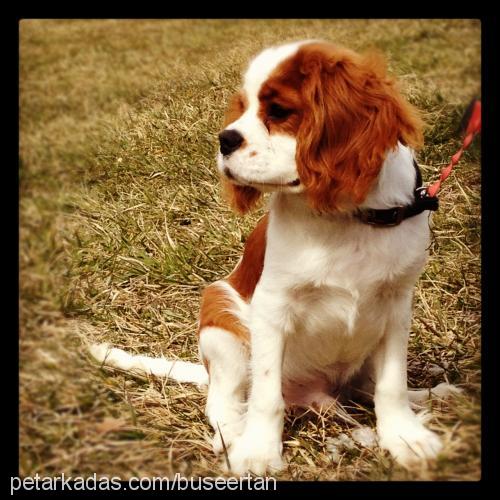 chivas Erkek King Charles Spaniel