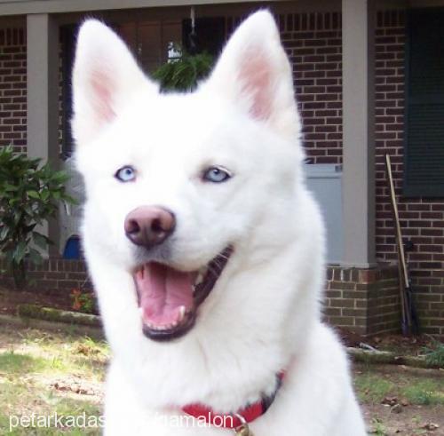 gölge Dişi Sibirya Kurdu (Husky)