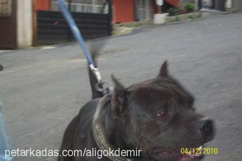 katill Erkek Amerikan Pitbull Terrier