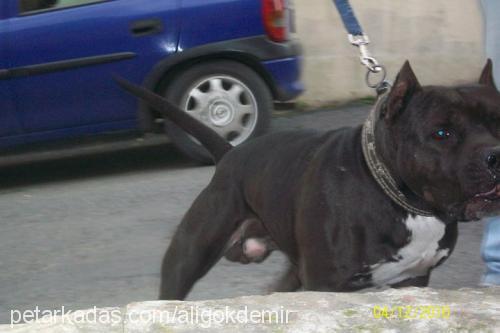 katill Erkek Amerikan Pitbull Terrier