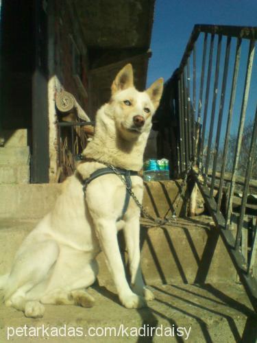 daisy Dişi Sibirya Kurdu (Husky)