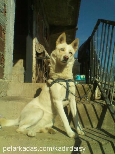 daisy Dişi Sibirya Kurdu (Husky)